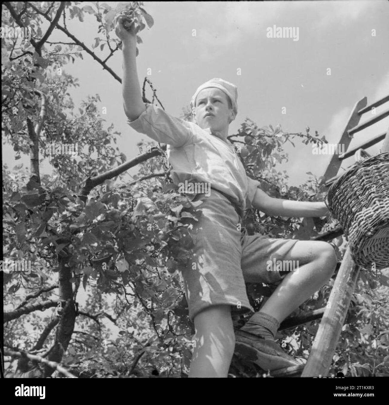 Boy Scouts Pick Fruit For Jam- Life on a Fruit-picking Camp Near Cambridge, England, UK, 1943 A Boy Scout stands at the top of a ladder to pick plums from a tree at a fruit-picking camp near Cambridge. He is wearing a handkerchief on his head to protect him from the summer sun as he reaches for the topmost branch. Stock Photo