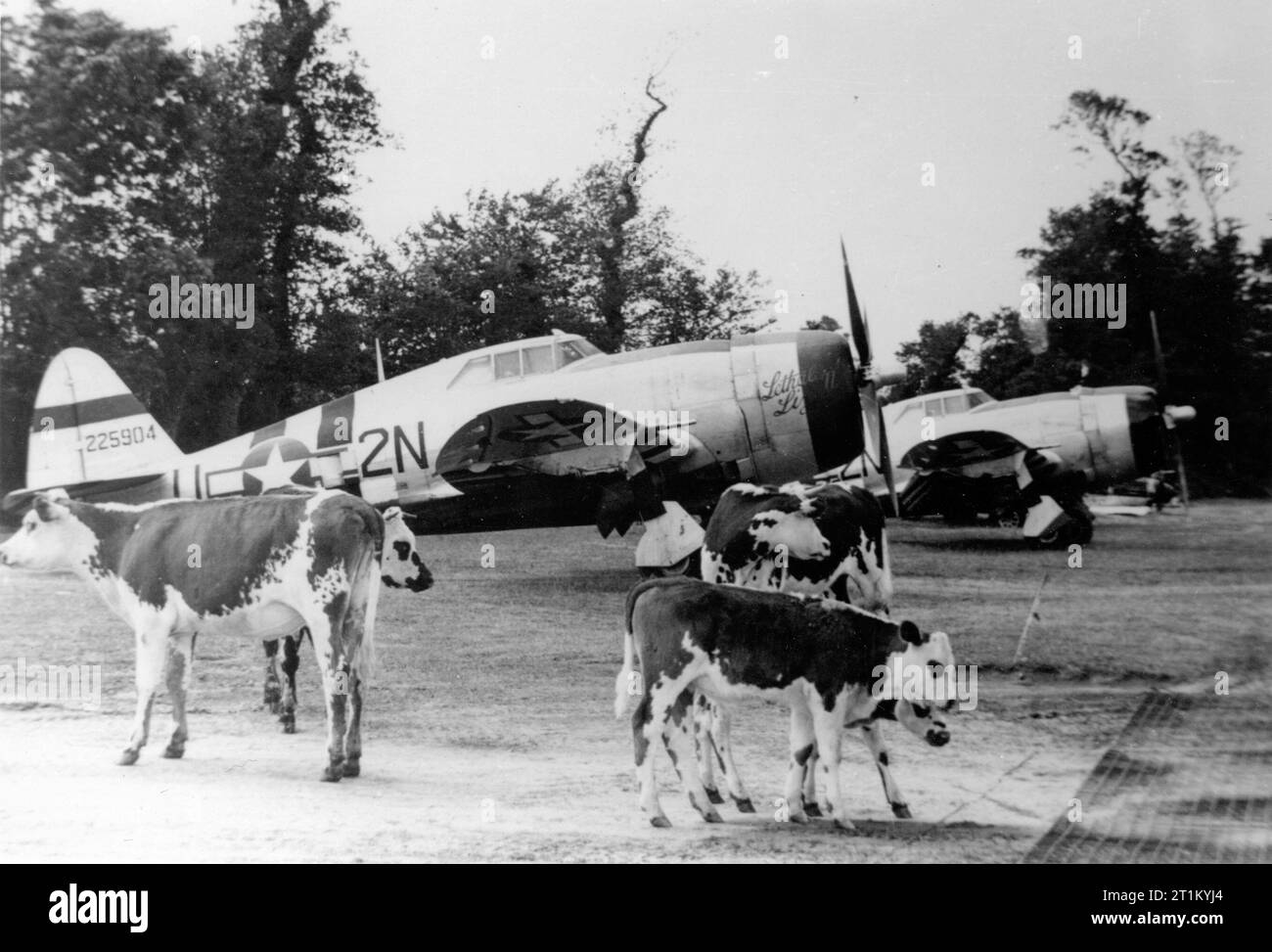 Republic P-47D-22-RE Thunderbolts, including (2N-U, serial number 42-25904) nicknamed 'Lethal Liz II', of the 50th Fighter Group, 81st Fighter Squadron, with cows at Carentan Airfiled (A-10), France, Summer 1944. (s/n 42-25904 (50th FG, 81st FS) lost Aug 17, 1944. MACR 8500. s/n 42-26063 (50th FG, 81st FS, *Jean*) interned in Switzerland Oct 15, 1944). The 50th FG with 81st FS and 313rd FS was based with P-47D at Giebelstadt airfield, south of Würzburg/Germany from 20 April 1945 to 21 May 1945. Also the 417th Night Fighter Squadron with Northrop P-61A/B Black Widows was based at Giebelstadt fr Stock Photo