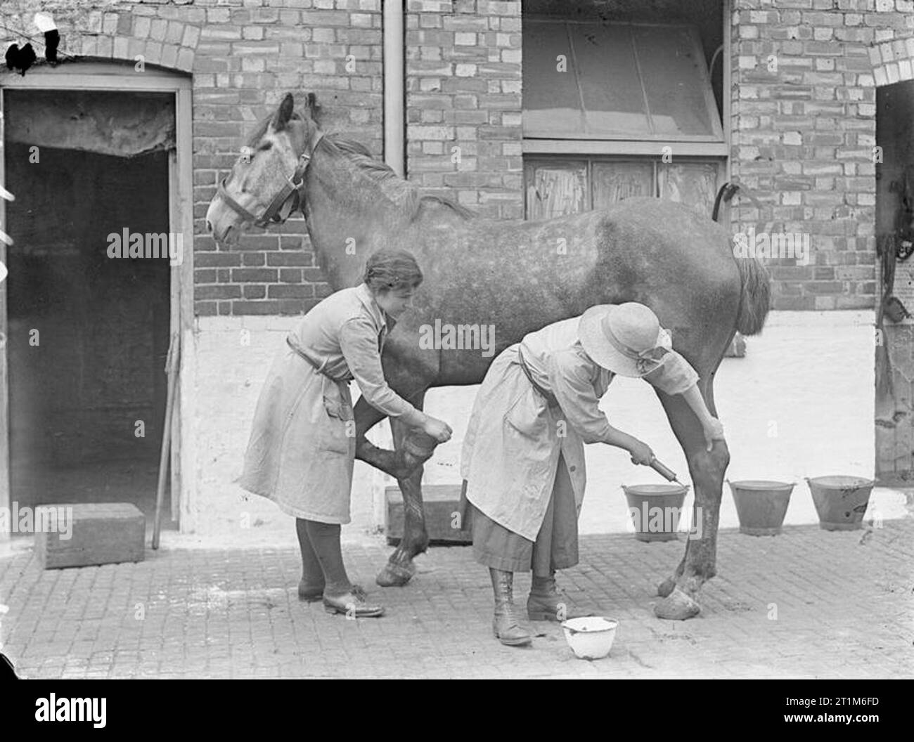 Ministry of Information First World War Official Collection Women vetinar surgeon syringing a wound in the hind leg of a horse, Dalston. Stock Photo