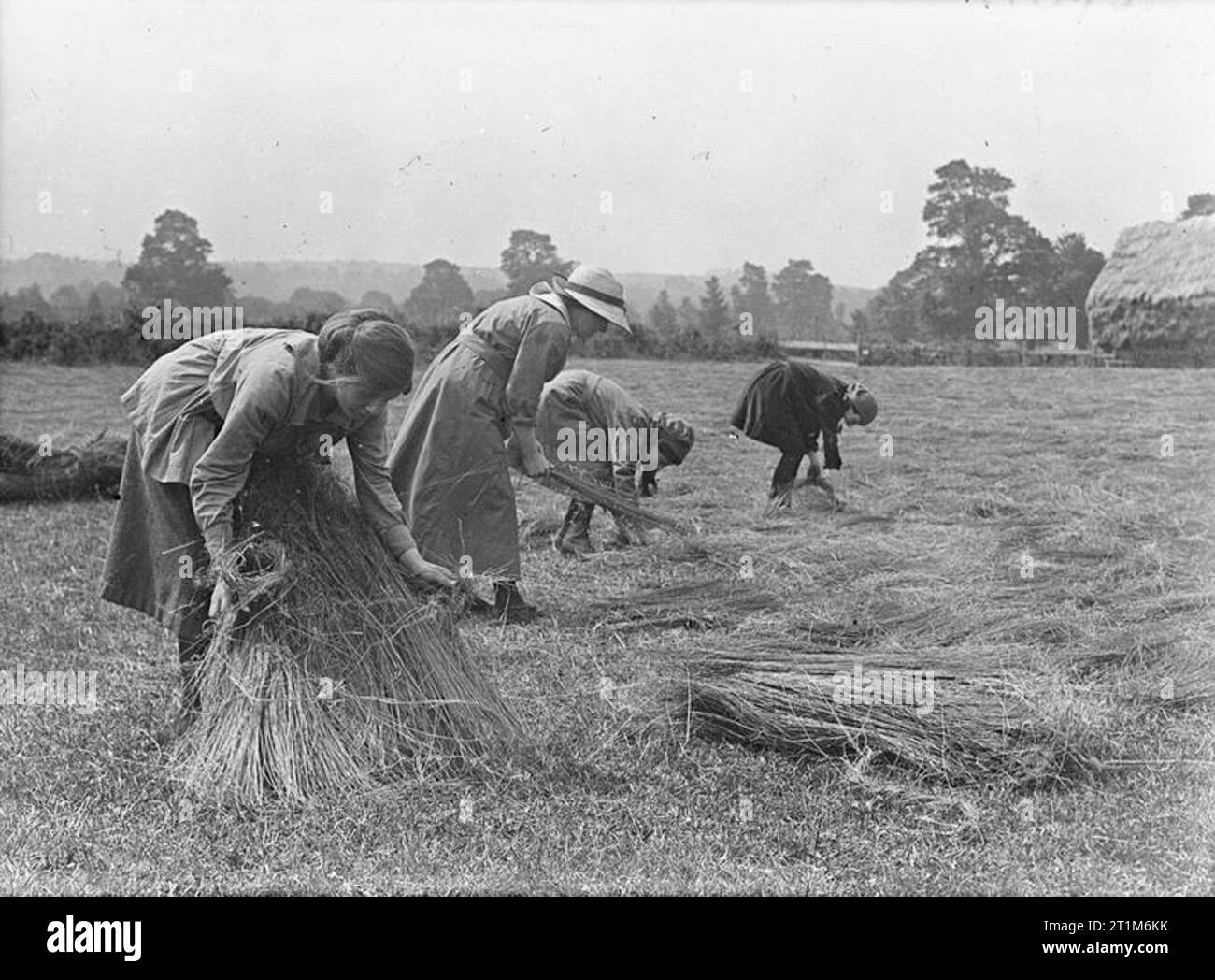 Ministry of Information First World War Official Collection College girl workers laying out flax for dew ripening. Stock Photo