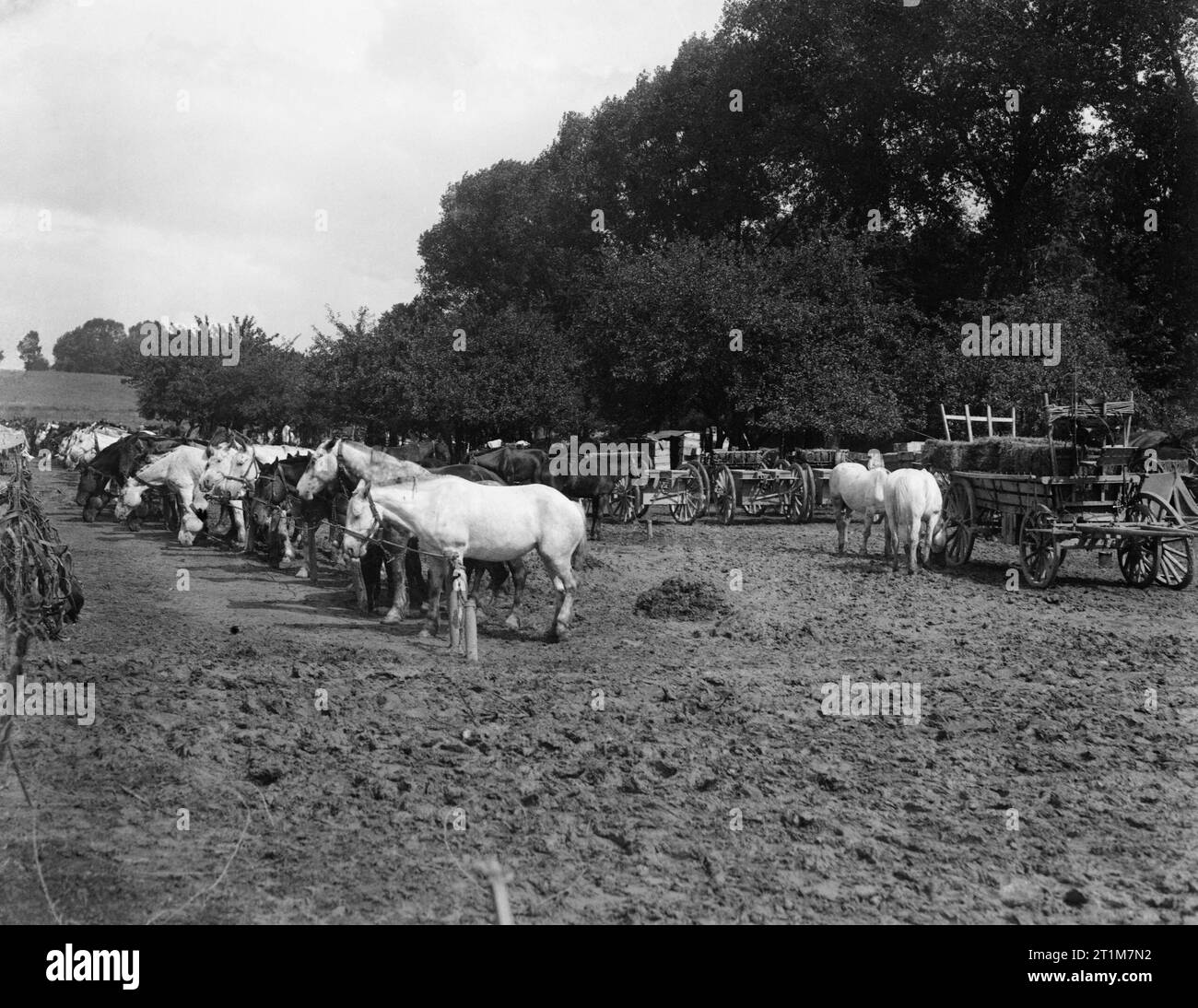 The Battle of the Somme, July - November 1916 Battle of Albert. The horse lines of a French ammunition column. 1st July 1916. Stock Photo