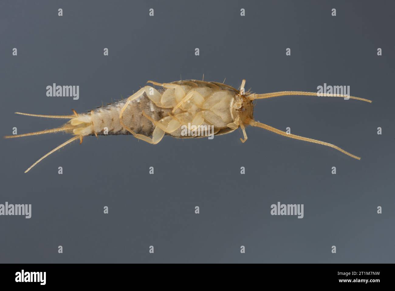 Silverfish (Lepisma saccharina), adult. Visible underside of the body. Stock Photo
