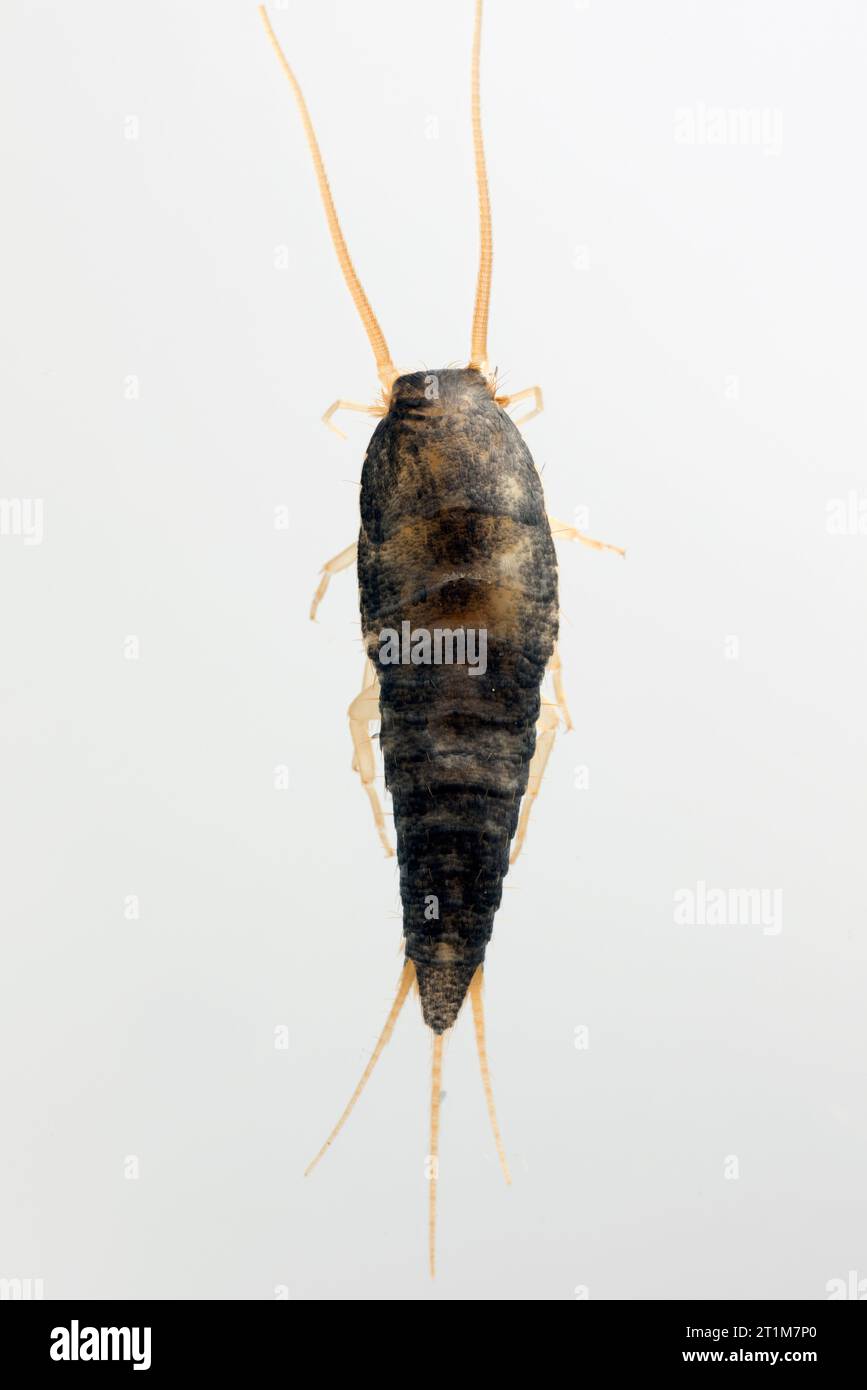 Silverfish (Lepisma saccharina), adult. Pest in homes. Stock Photo