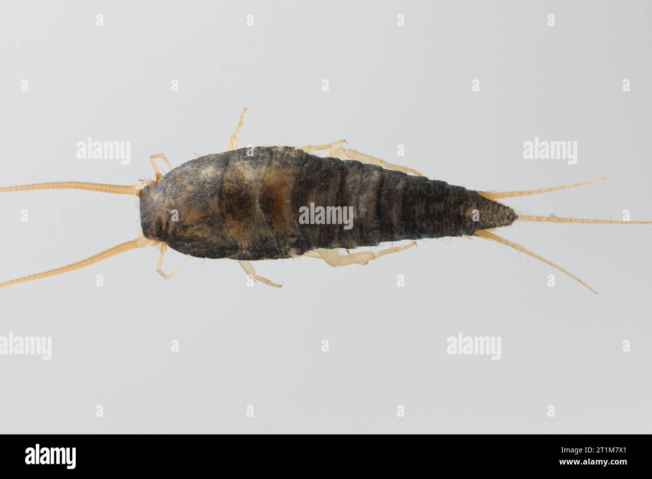Silverfish (Lepisma saccharina), adult. Isolated on a gray background. Top view. Stock Photo