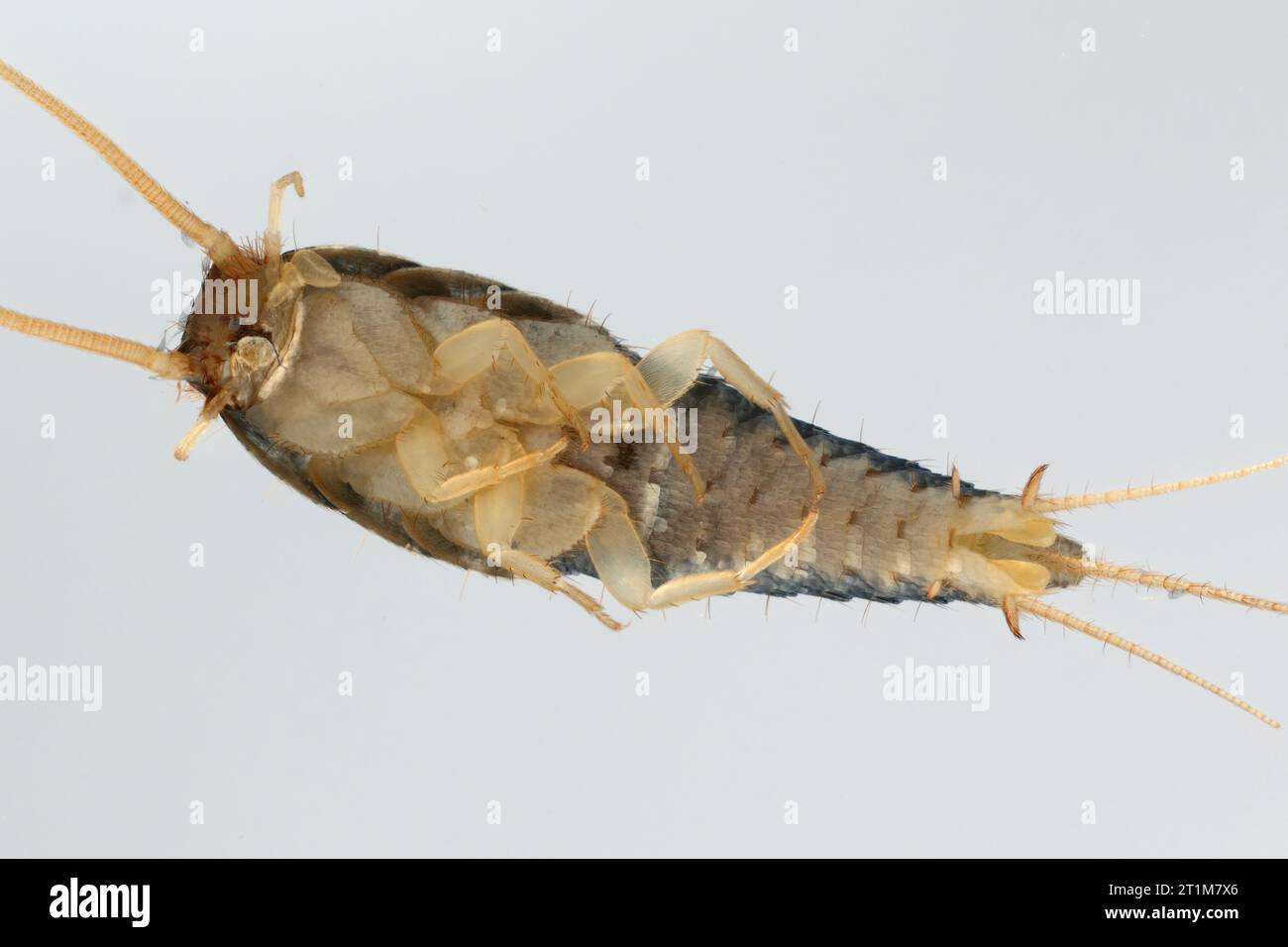 Silverfish (Lepisma saccharina), adult. Visible underside of the body. Stock Photo