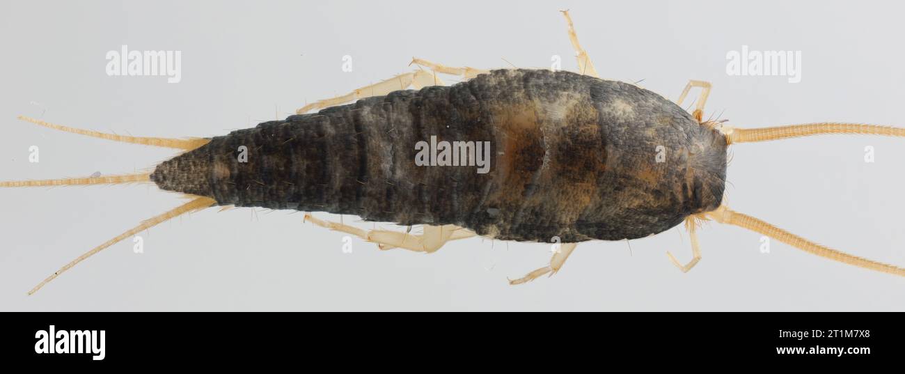 Silverfish (Lepisma saccharina), adult. Isolated on a gray background. Top view. Stock Photo