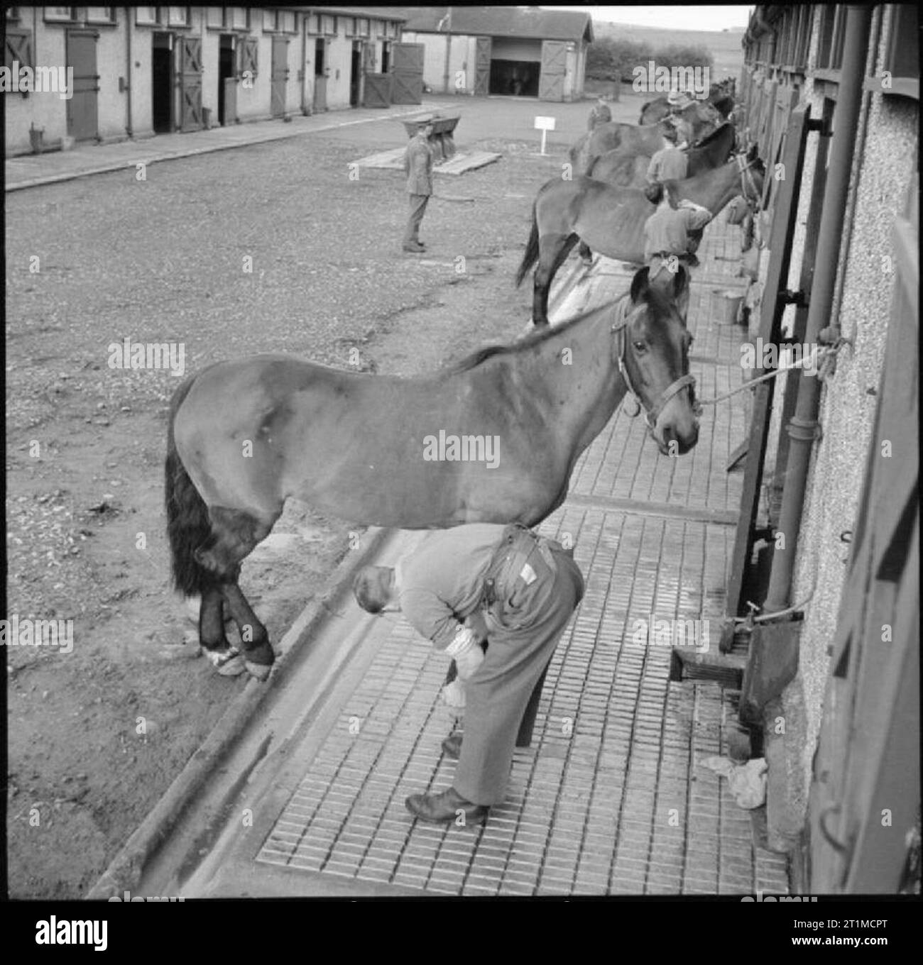 The British Army in the United Kingdom 1939-45 Convalescent horses ...