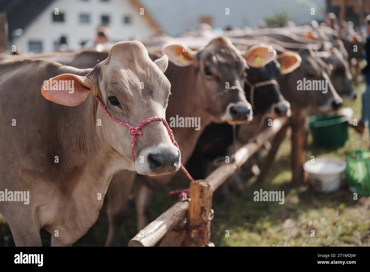 A group of cows in the field Stock Photo