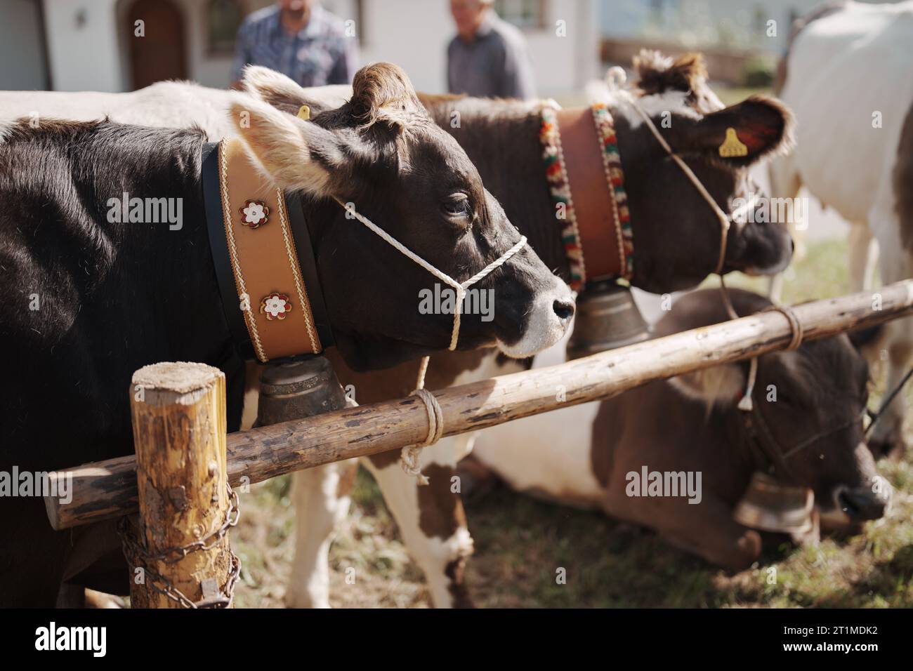 A group of cows in the field Stock Photo