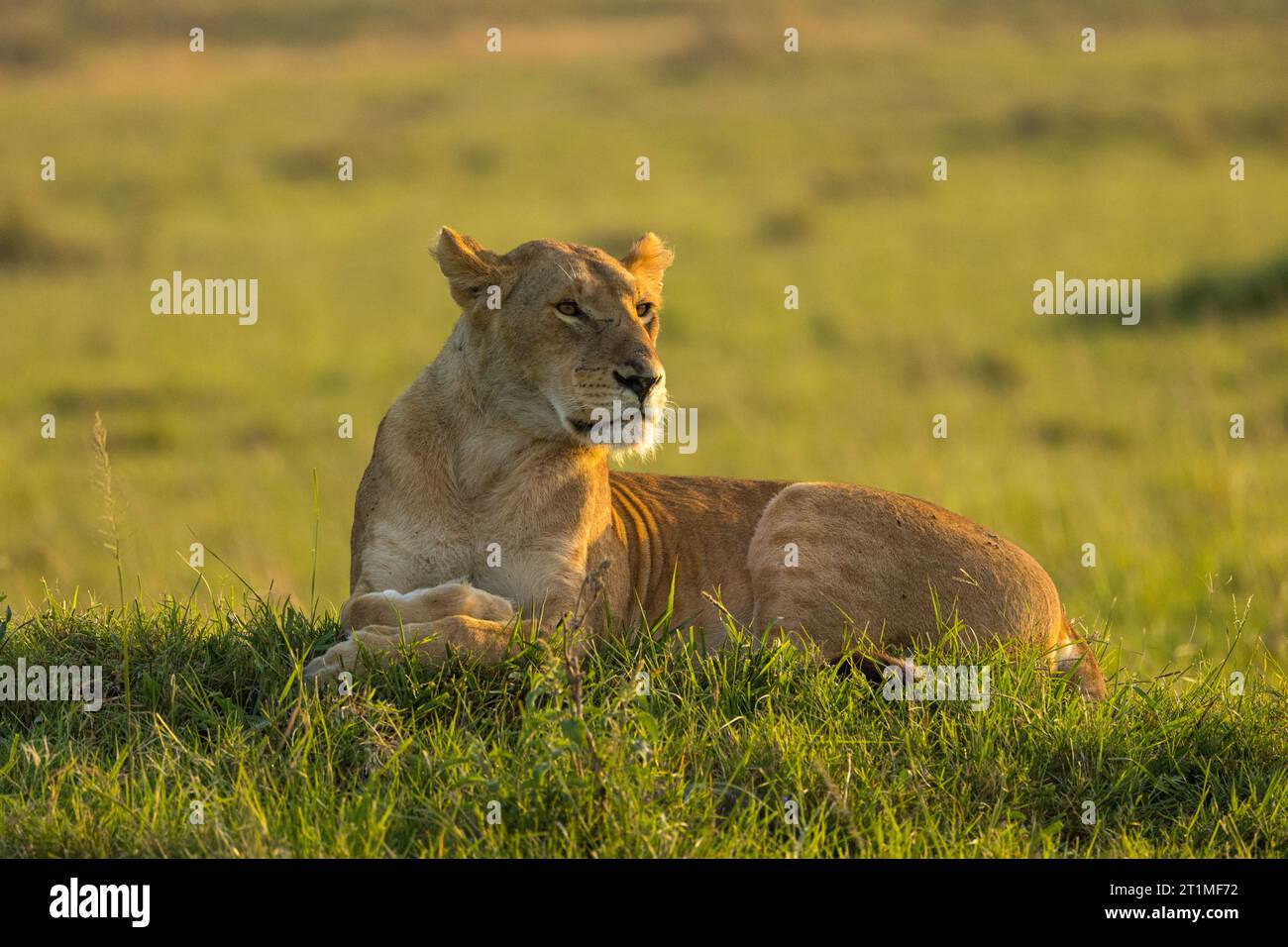 Lone lioness sitting in the grass in golden light Stock Photo
