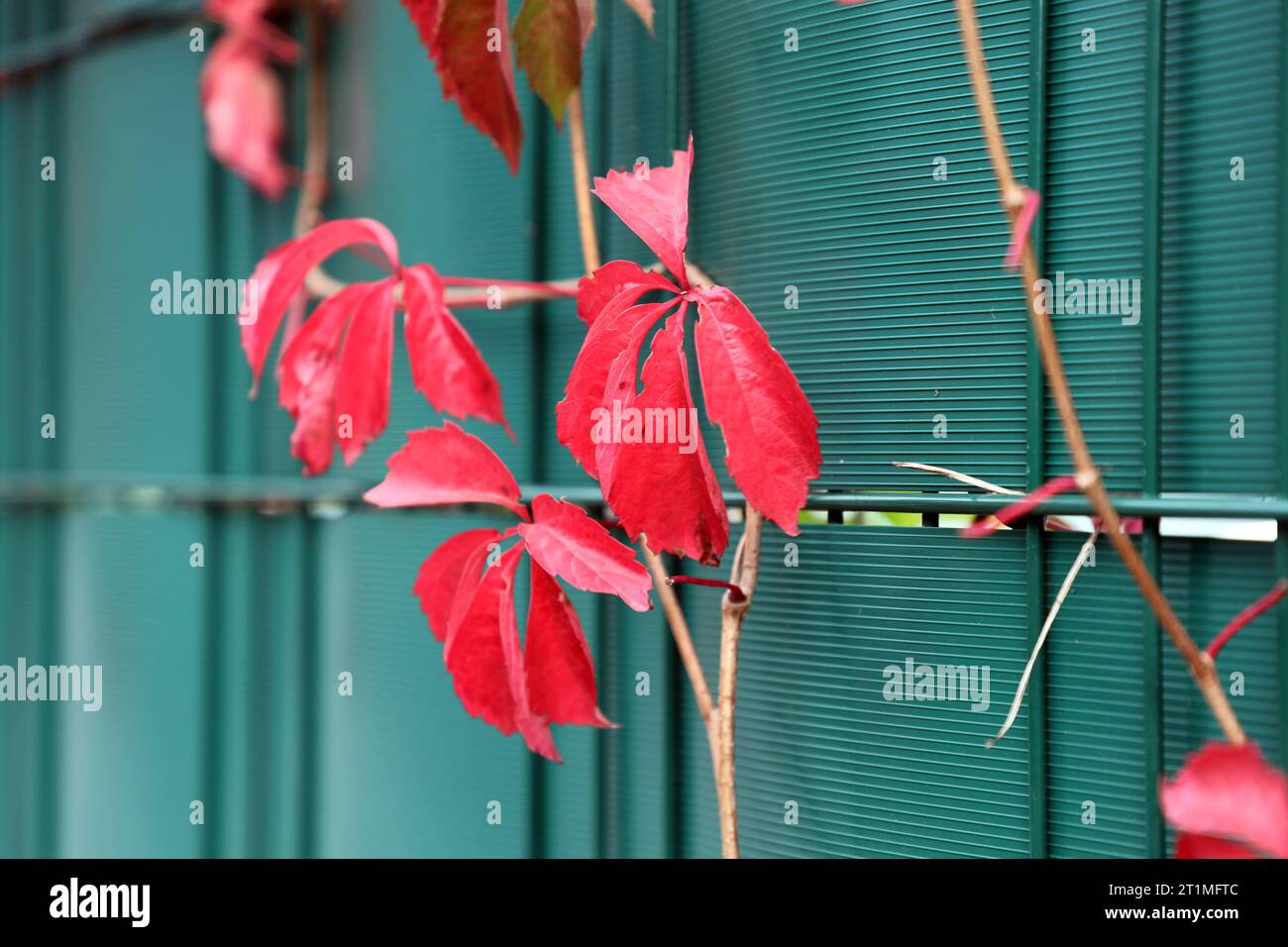 Buntes Laub im Herbst Wilder Wein rankt an einem Sichtschutzzaun