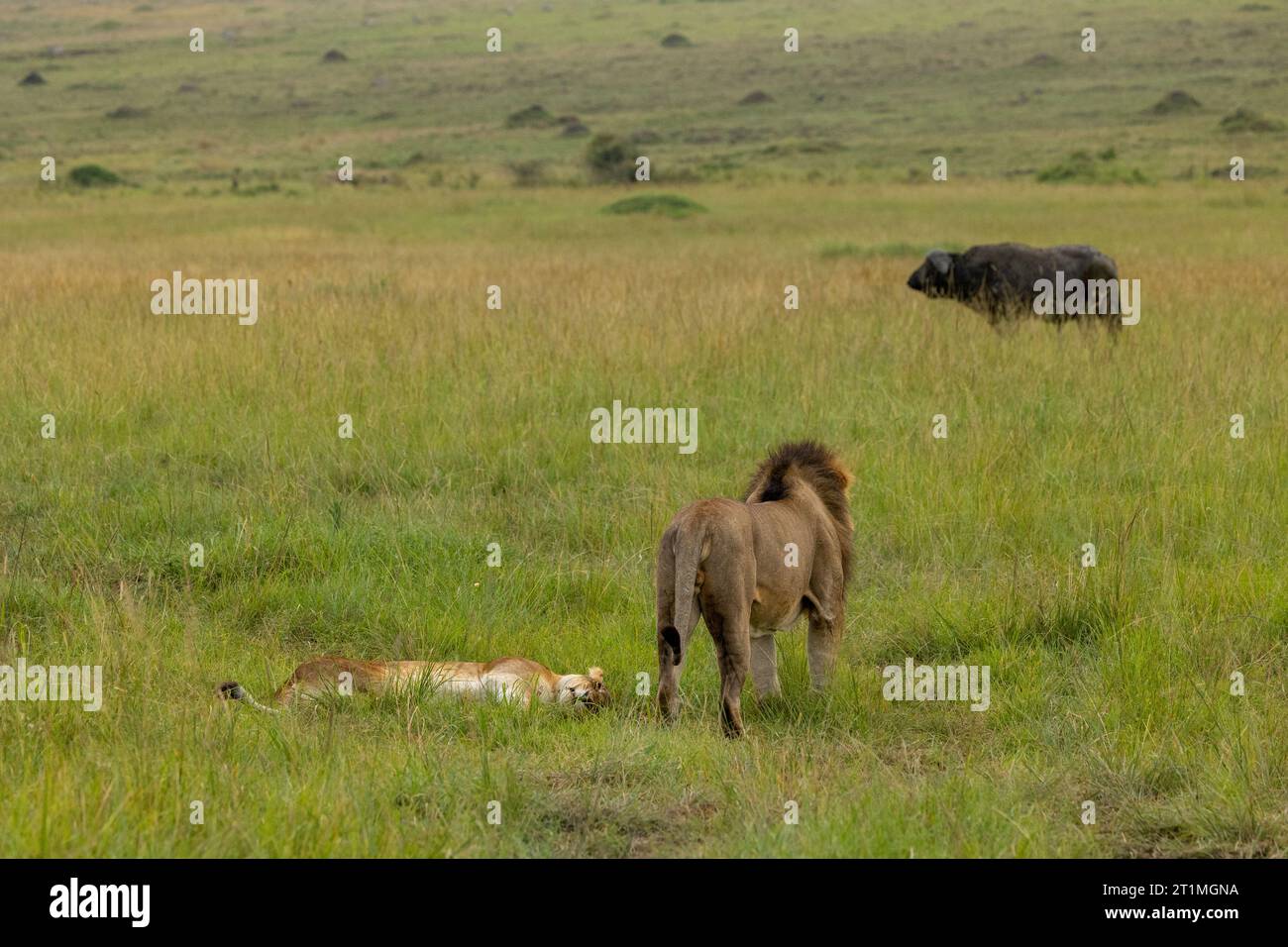 Male lion staring at African buffalo while lioness sleeps in the grass Stock Photo