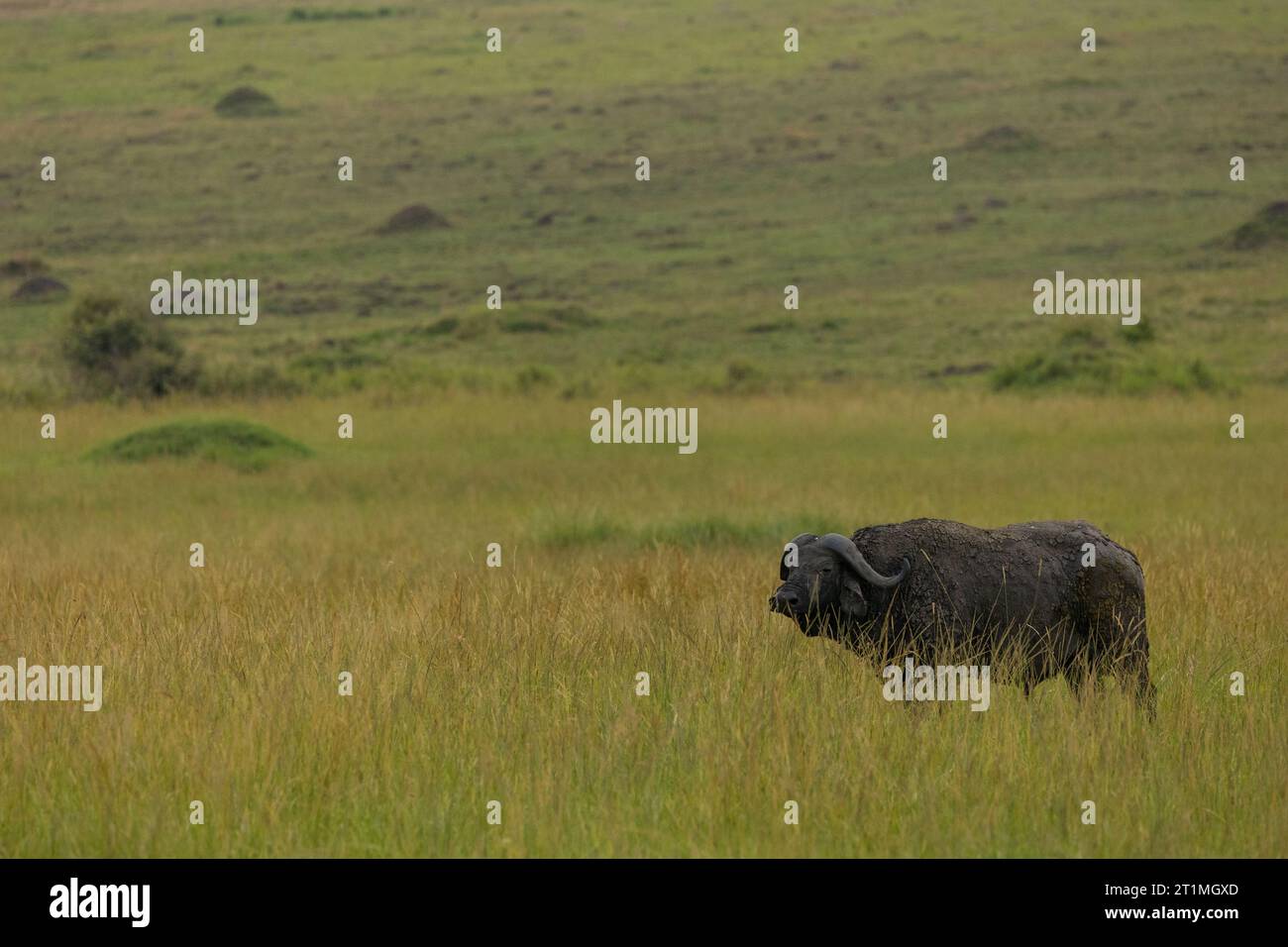 African buffalo standing in green grass of African savannah Stock Photo