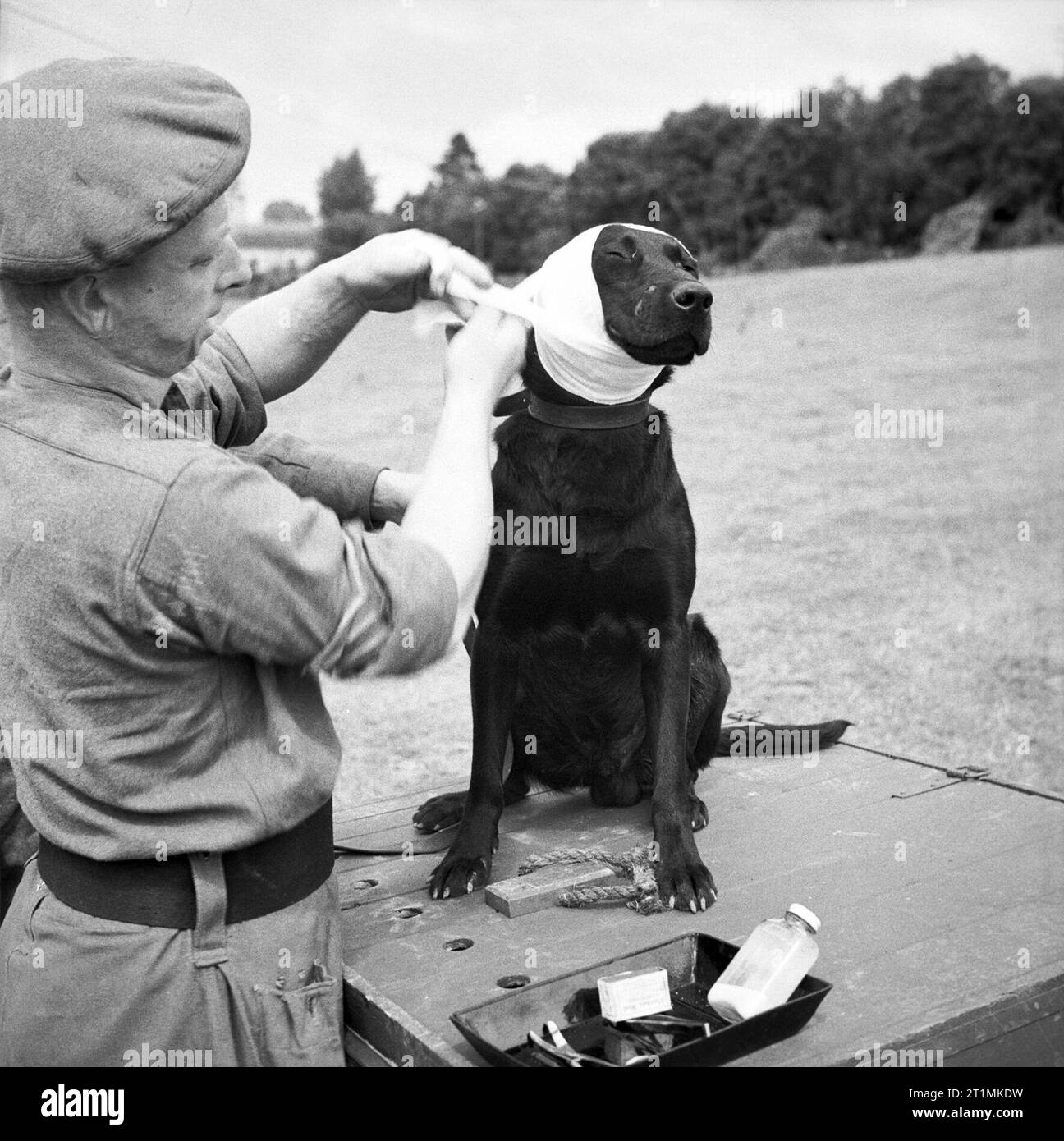 A Sergeant Of The Royal Army Veterinary Corps Bandages The Wounded Ear a-sergeant-of-the-royal-army-veterinary-corps-bandages-the-wounded-ear