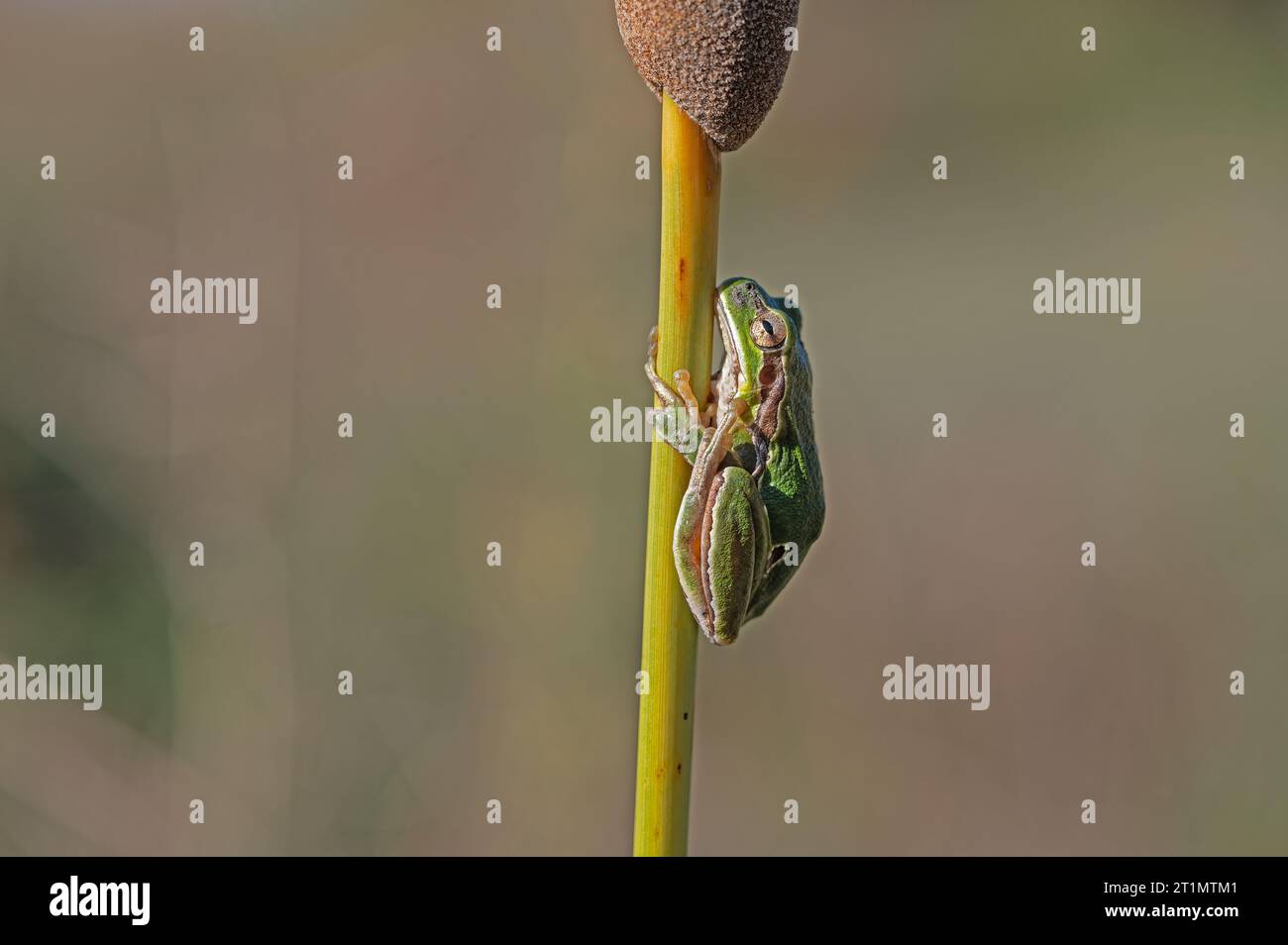 Green frog climbing on the plant in Turkey. Hyla orientalis climbing on the plant. Funny frog. Stock Photo