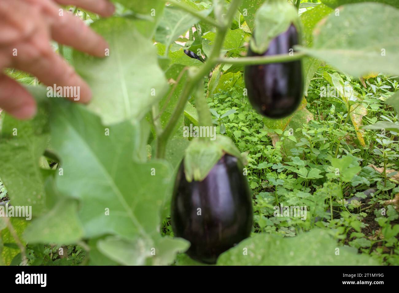 delicious aubergines growing fast in my greenhouse Stock Photo Alamy