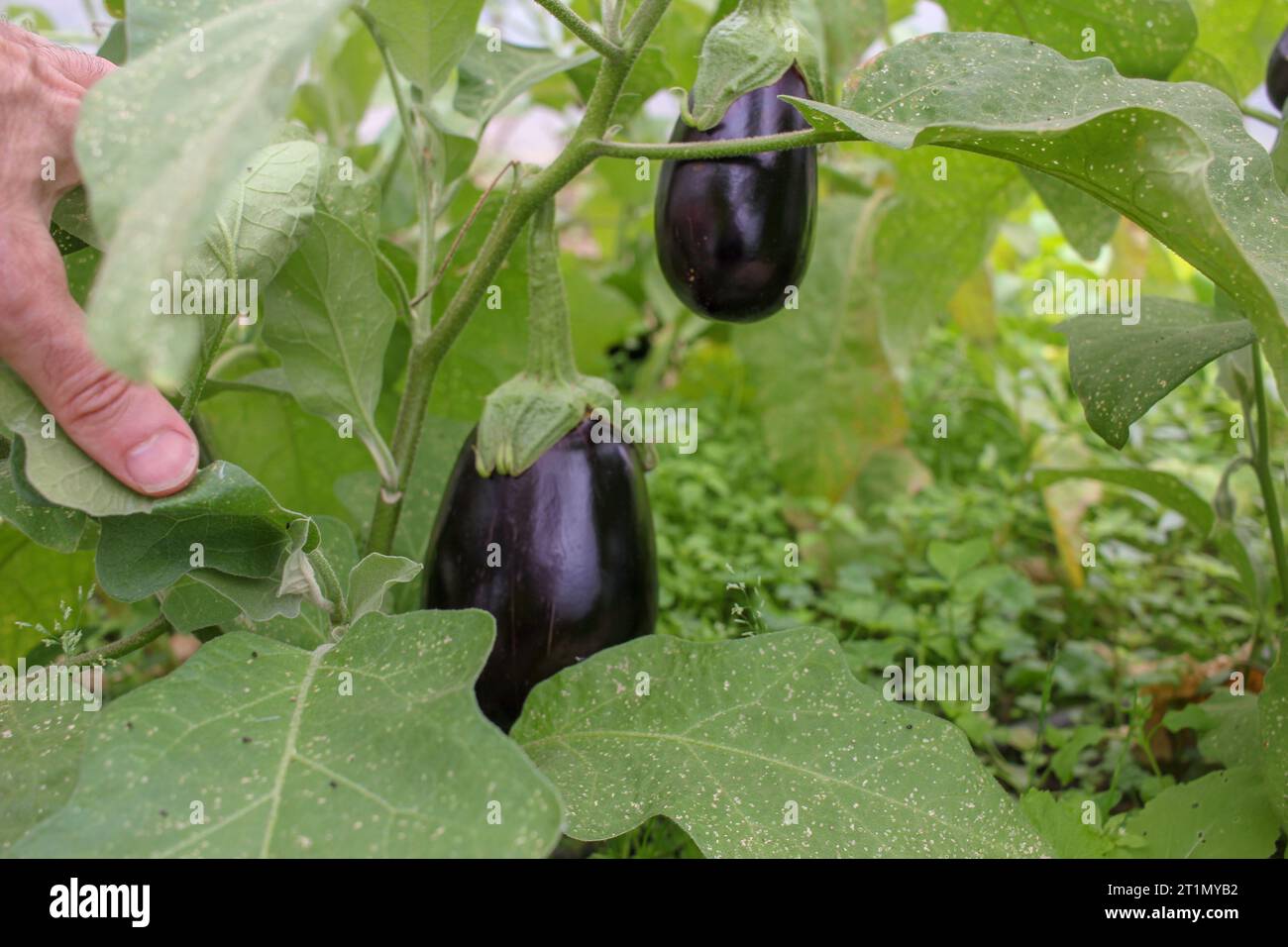 Aubergines greenhouse hires stock photography and images Alamy