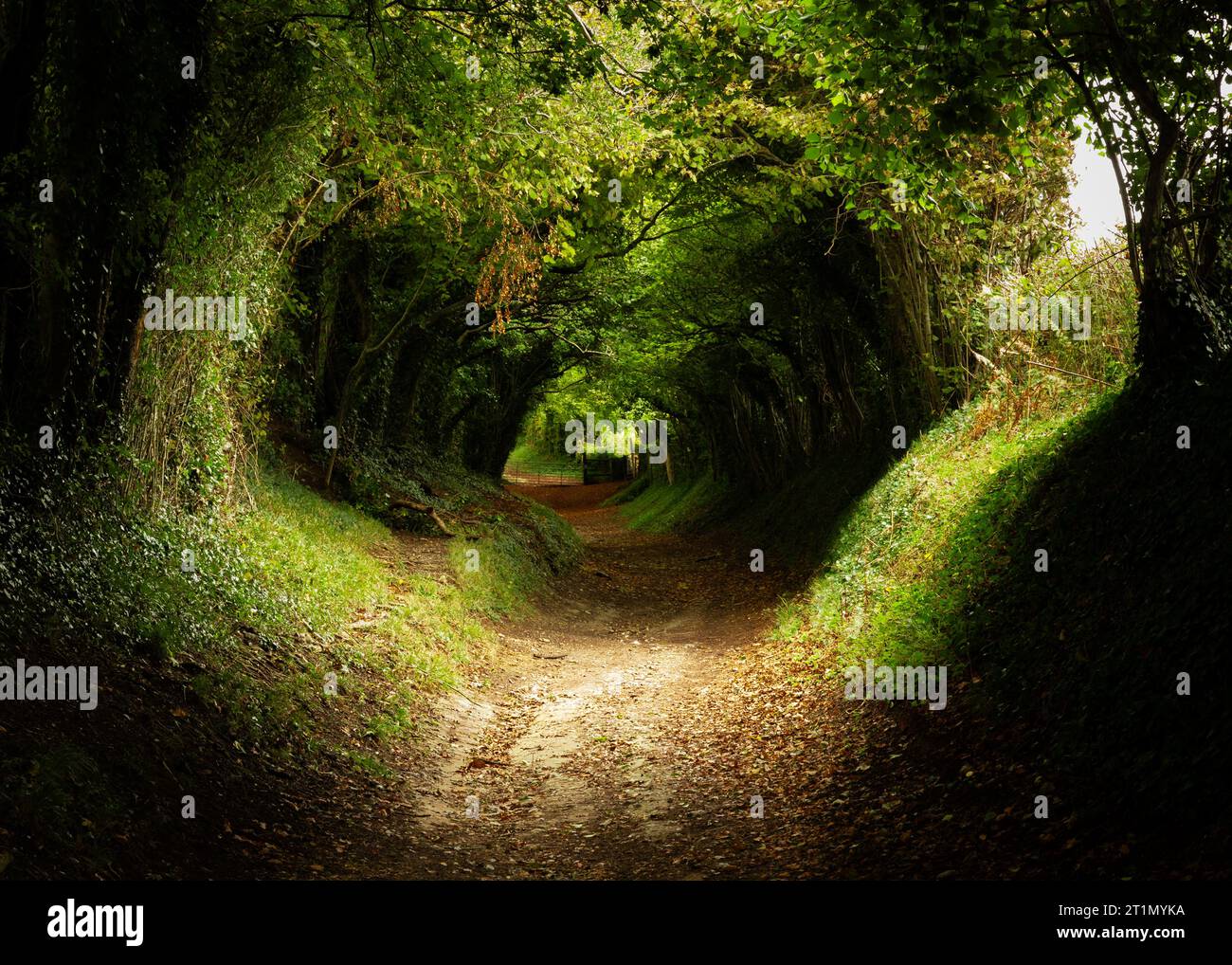 Halnaker Tree Tunnel Stock Photo - Halnaker Tree Tunnel 2T1MYKA 