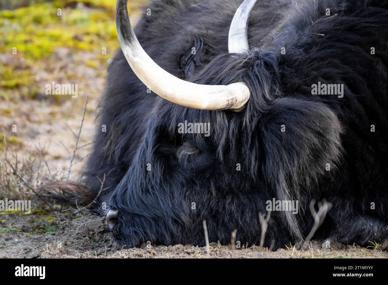 Black scottish highlander cow sleeping on the ground, in the sand Stock ...