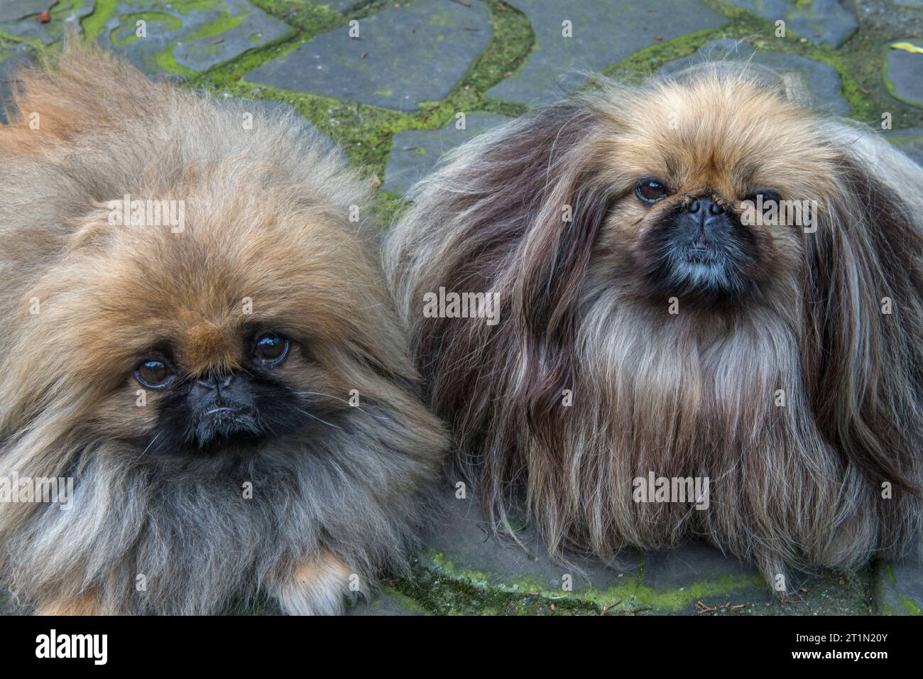 Boo and Posey, Purebred Pekingese, Mill Valley, California Stock Photo