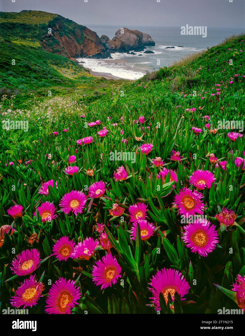 Ice Plant, Coast Trail, Rodeo Cove , Golden Gate National Recreation Area, Marin Co. CA Stock Photo