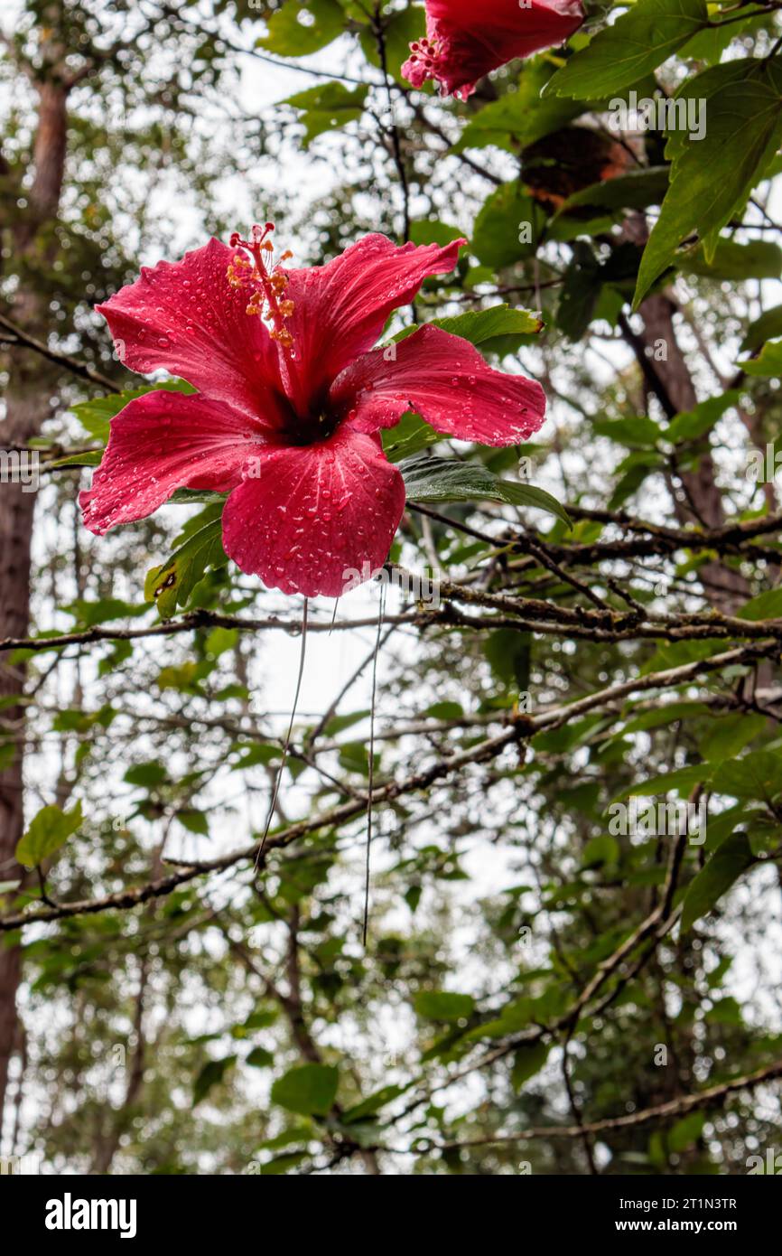 Hibiscus flower flora africa hi-res stock photography and images - Alamy