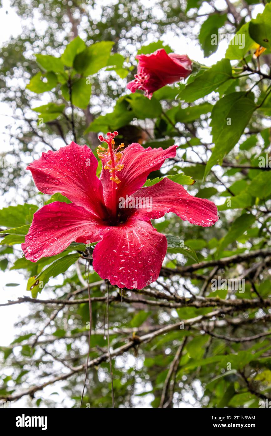 Hibiscus flower flora africa hi-res stock photography and images - Alamy