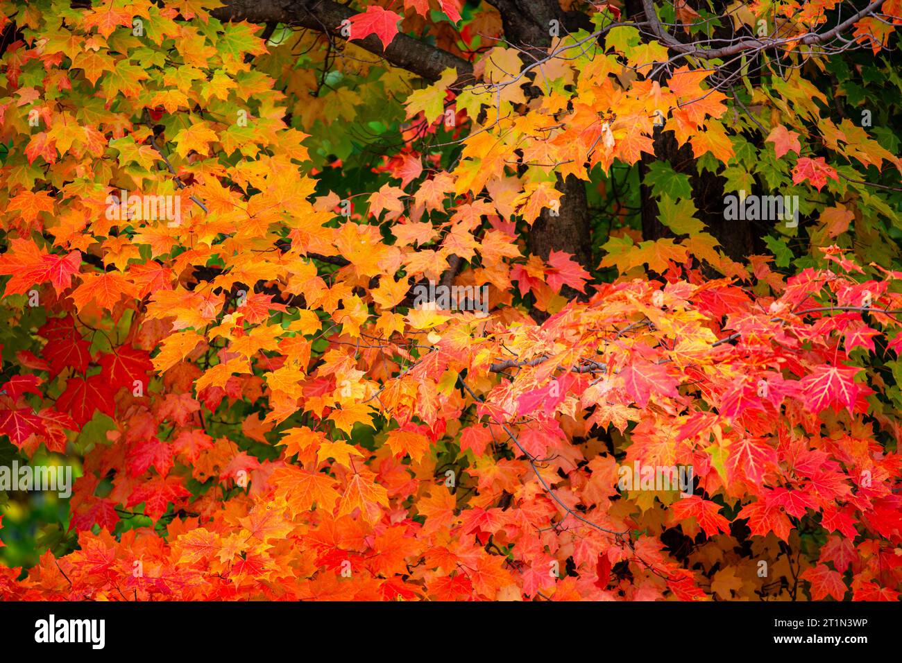 Close up of a colorful sugar maple tree in Wisconsin, horizontal Stock