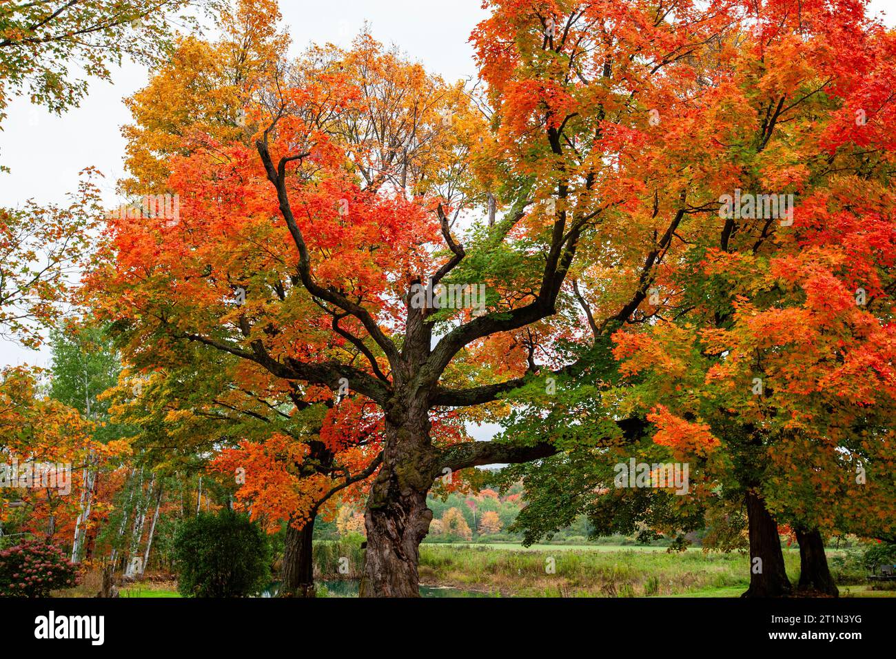 Wisconsin sugar maple tree in September turning colors, horizontal ...