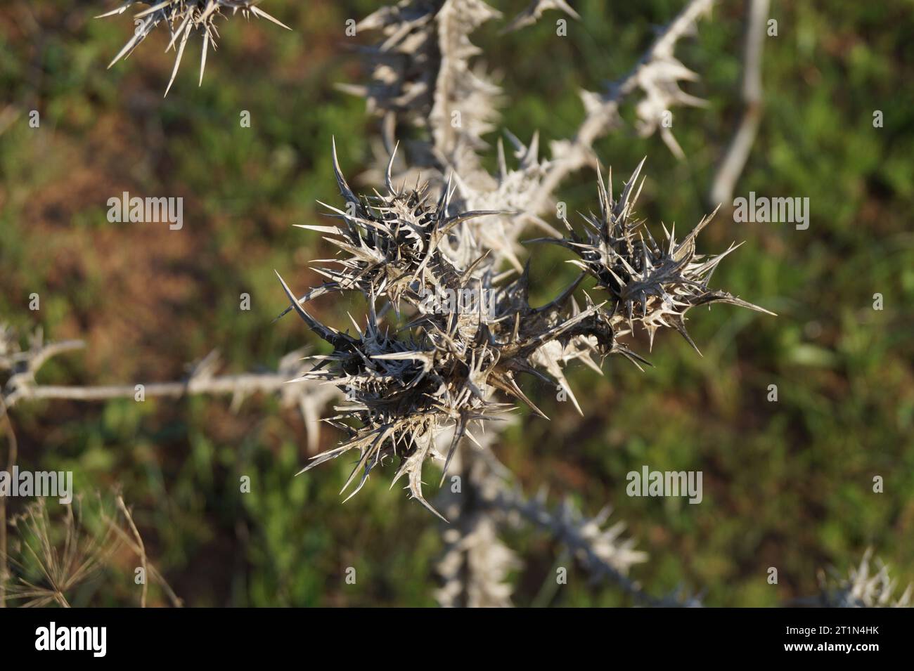 Macro dry spotted golden thistle (Scolymus maculatus) Stock Photo