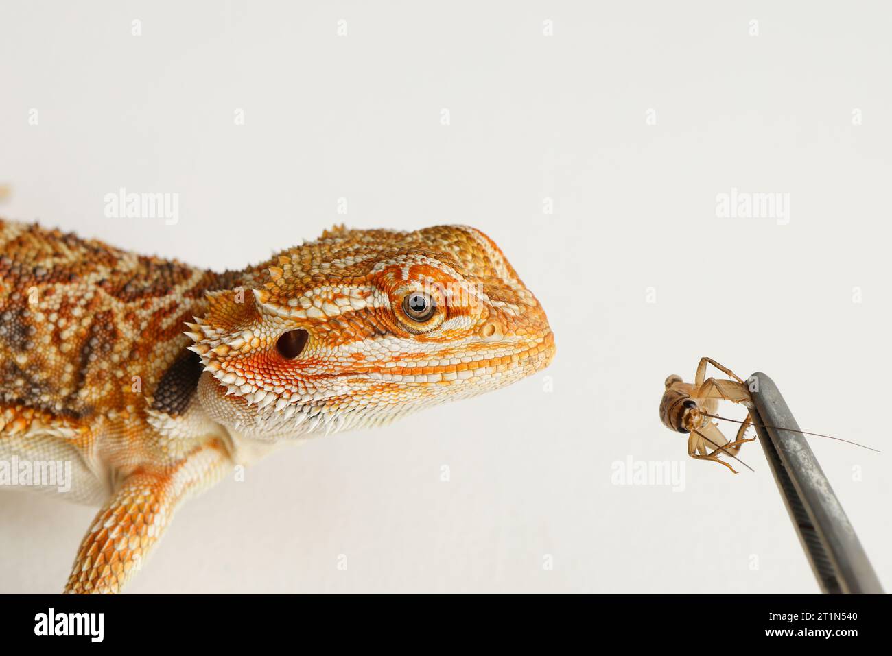 Visual Reference: Bearded Dragon Feeding A Lizard Grasshoppers And Crickets Using Metal