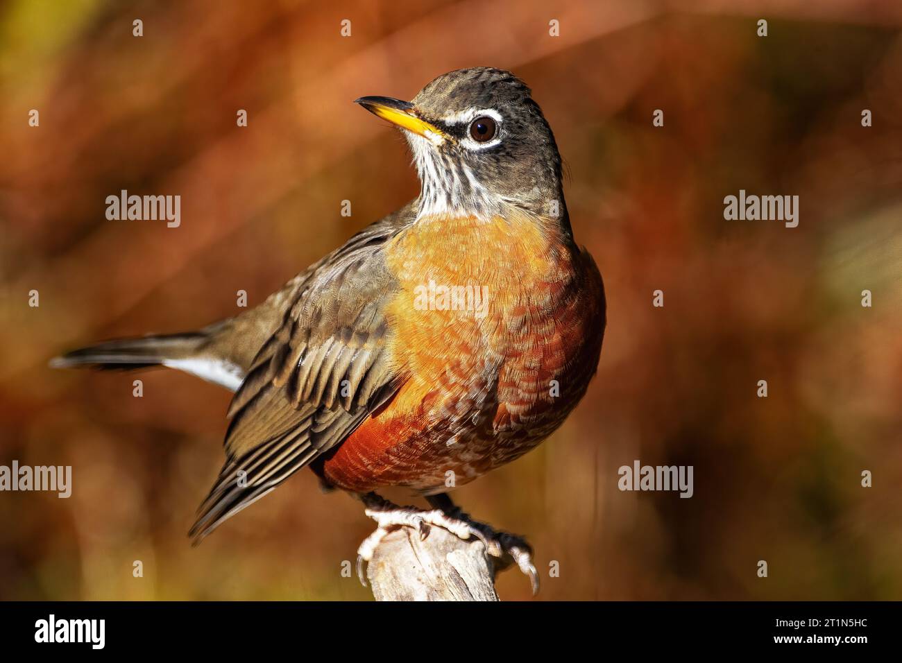 American robin in fall Stock Photo