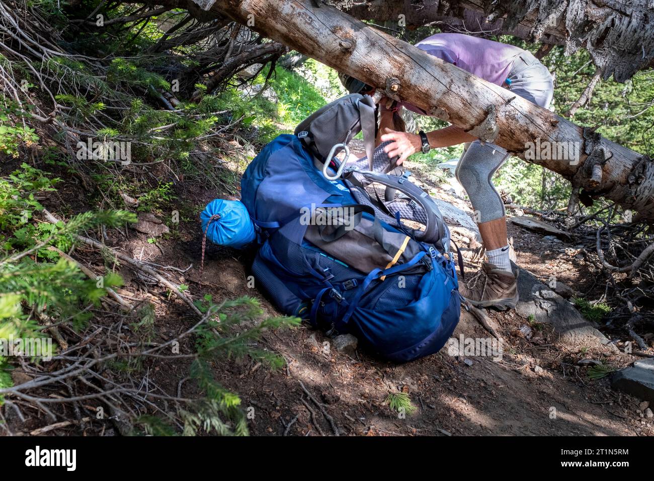 WY05464-00....WYOMING - Senior woman scrambles under fallen trees while hiking the Highline/Continental Divide Trail in the Bridger Wilderness, Bridge Stock Photo