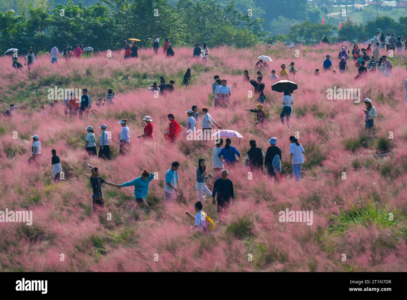 Chongqing, China. 15th Oct, 2023. CHONGQING, CHINA - OCTOBER 14, 2023 - A large number of tourists play in the pink grass blooming in a park in Chongqing, China, October 14, 2023. (Photo by CFOTO/Sipa USA) Credit: Sipa US/Alamy Live News Stock Photo
