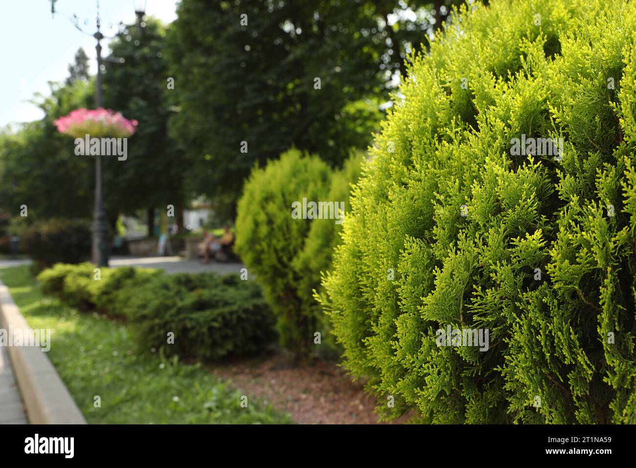 Beautiful thuja growing outdoors, space for text. Gardening and landscaping Stock Photo