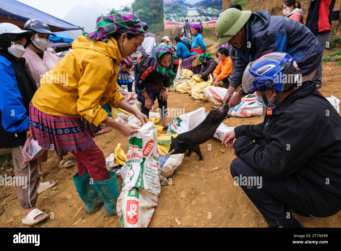 Can Cau Saturday Market, Hmong Women Selling Young Pigs. Lao Cai Province, Vietnam. Stock Photo