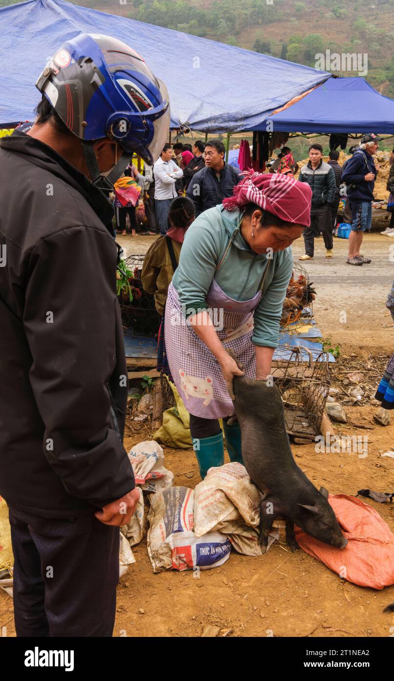 Can Cau Saturday Market, Hmong Women Selling Young Pigs. Lao Cai Province, Vietnam. Stock Photo