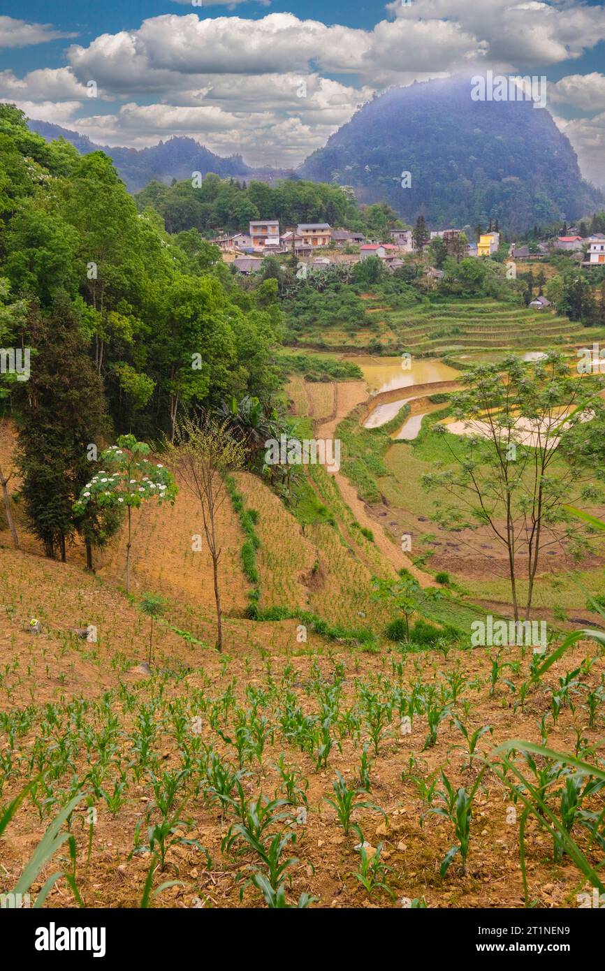 Bac Ha, Vietnam. Scenic Landscape with Agricultural Terraces, Corn