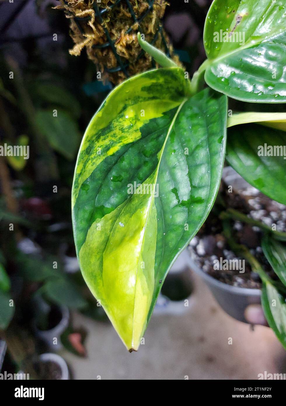 The green and yellow leaf of a variegated Monstera Peru Karstenianum Stock Photo