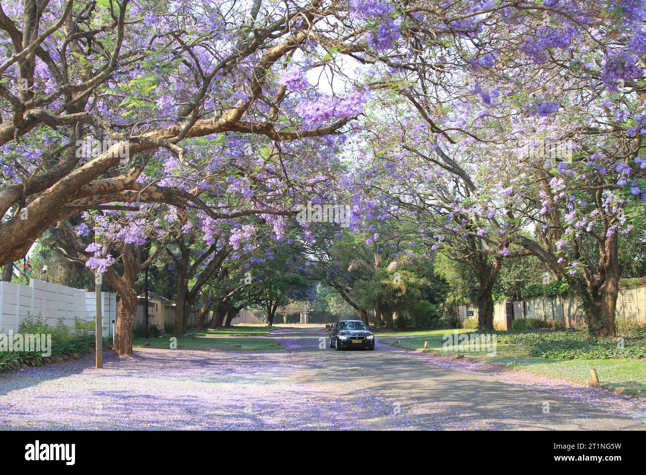 Zimbabwe Harare Jacaranda Hi res Stock Photography And Images Alamy