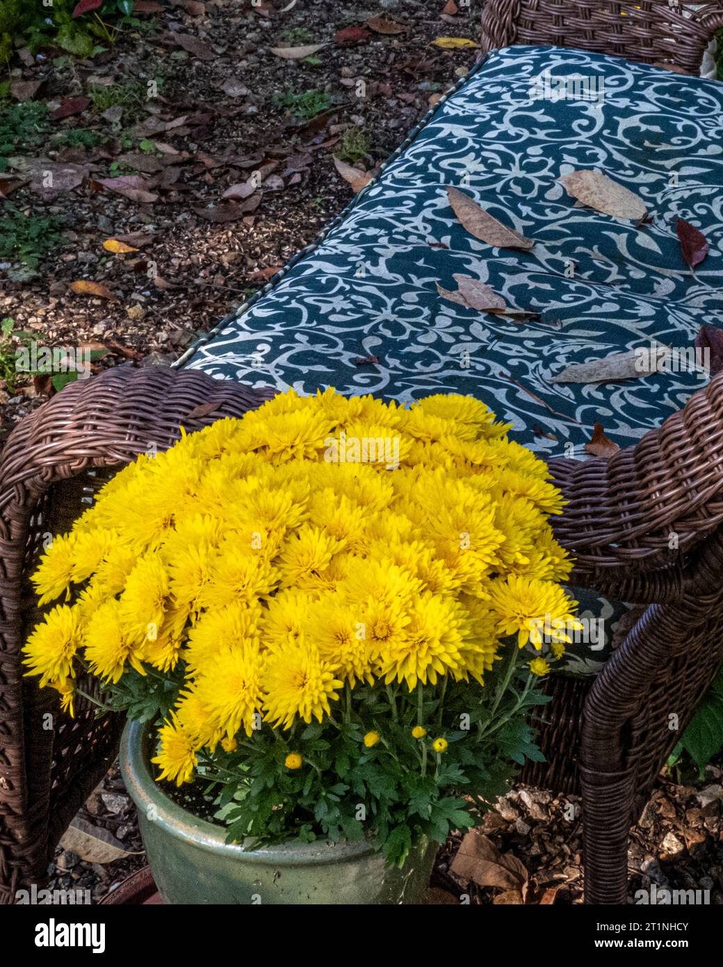 Yellow mums in a garden Stock Photo