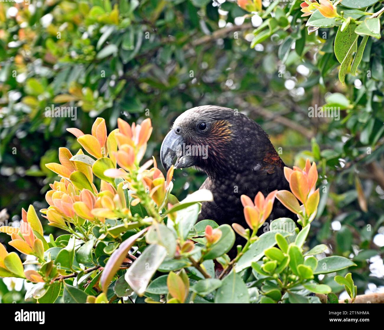 Kaka Bird feeding in the bushes at the Glenfern Bird Sanctuary, Great Barrier Island, New Zealand. Stock Photo