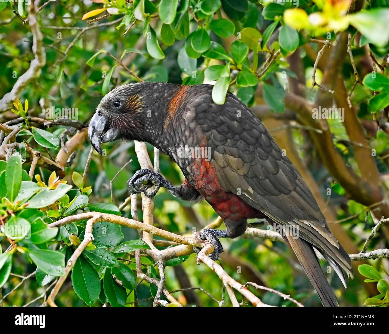 Kaka Bird feeding in the bushes at the Glenfern Bird Sanctuary, Great Barrier Island, New Zealand. Stock Photo
