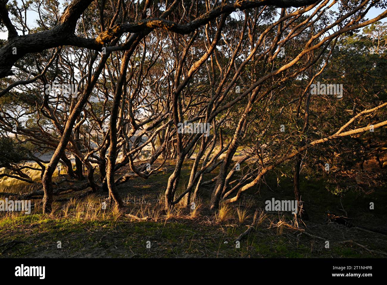Pohutukawa Trees bent by the prevailing wind at Dawn on Palmers Beach, Great Barrier Island, New Zealand. Stock Photo