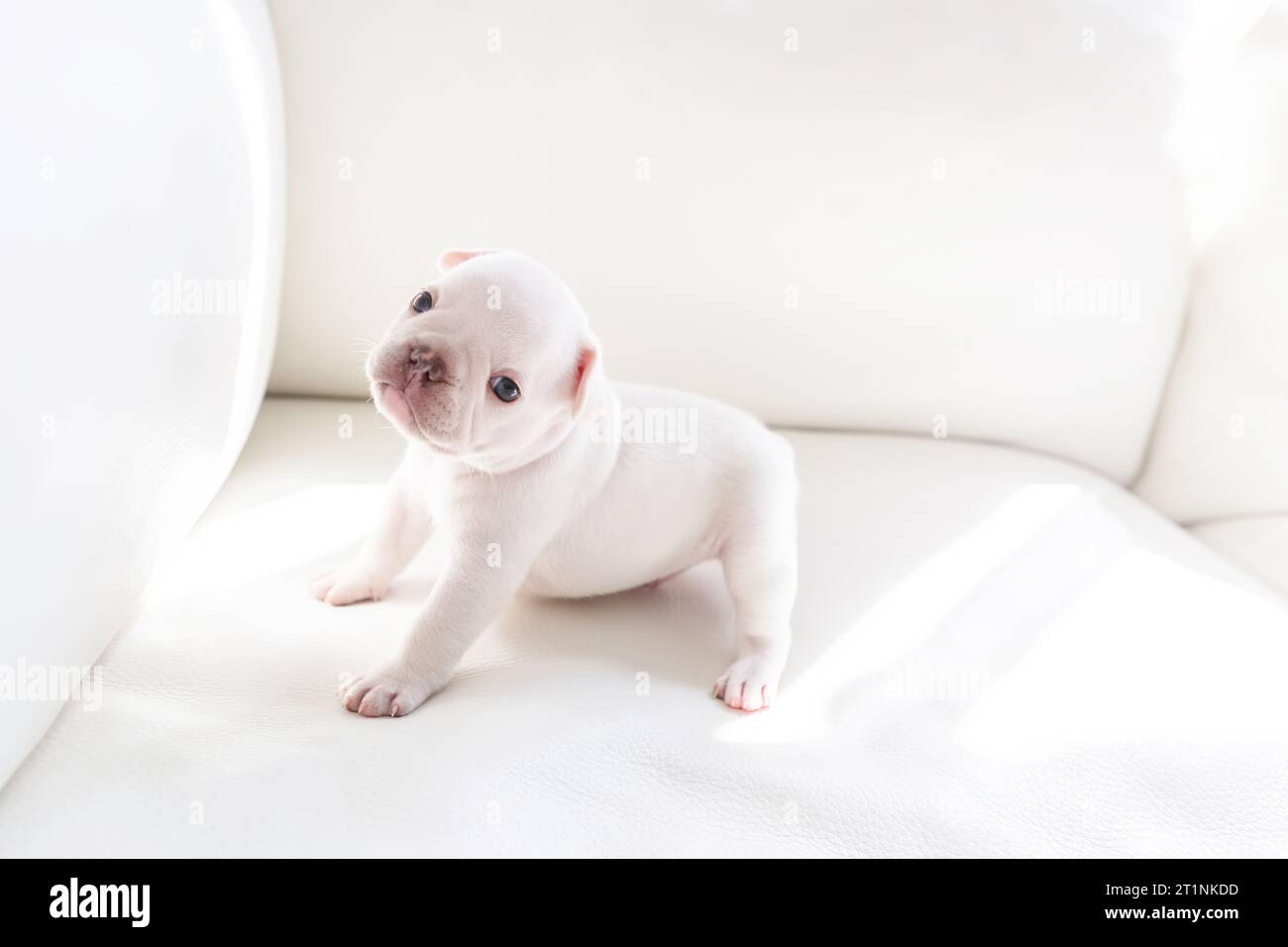 Charming two-week-old white French Bulldog puppy basks in the bright sunlight on a large white leather sofa on a sunny day – a cute and cozy home scen Stock Photo