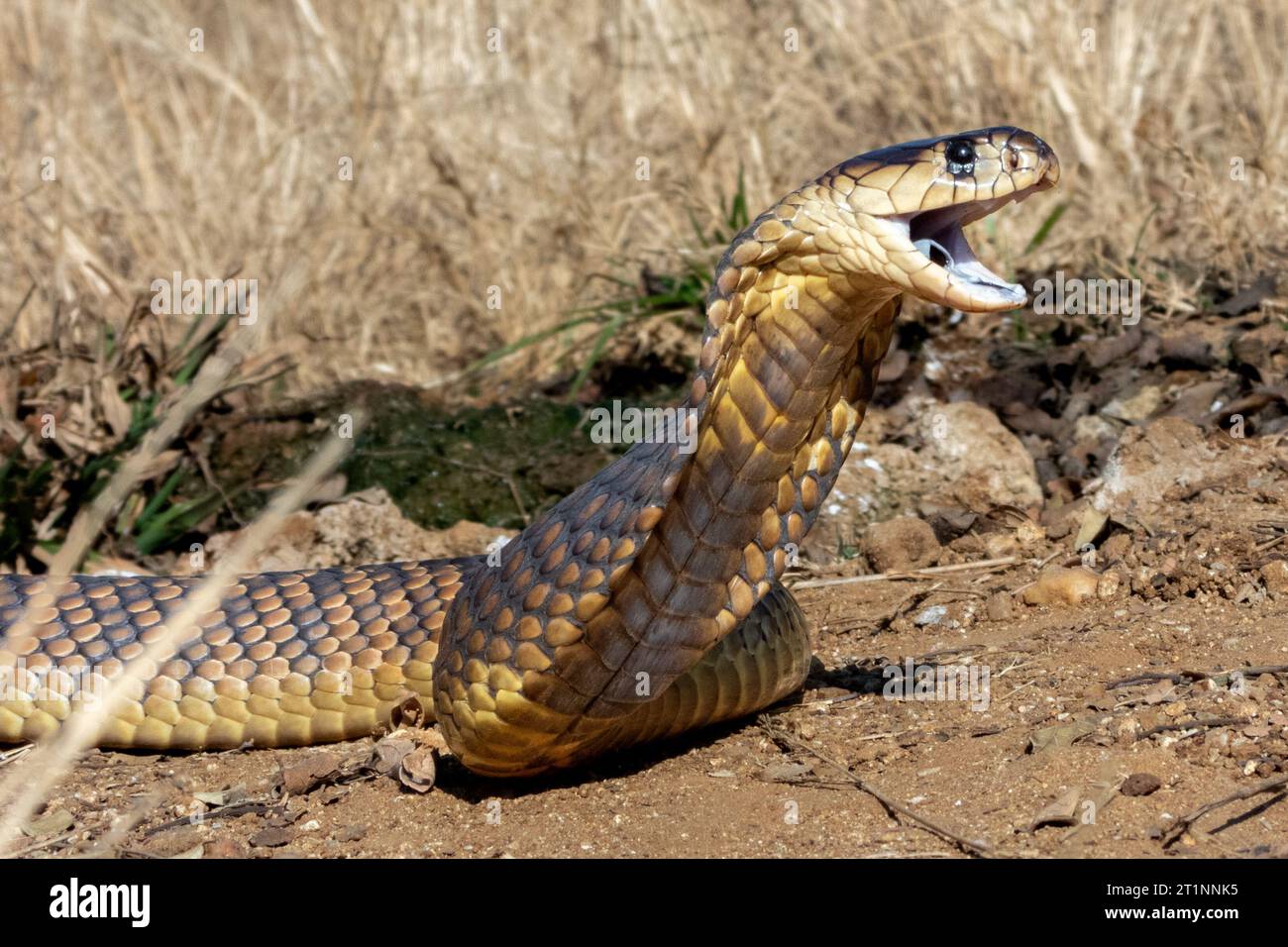 A giant yellow snake is lying on the ground in a peaceful pose Stock