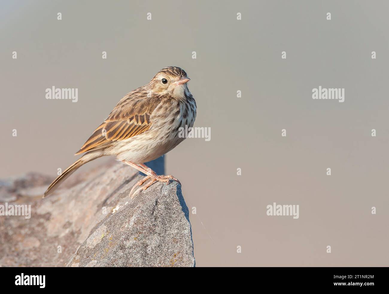 Berthelot's Pipit, Anthus berthelotii madeirensis, on Madeira. Stock Photo