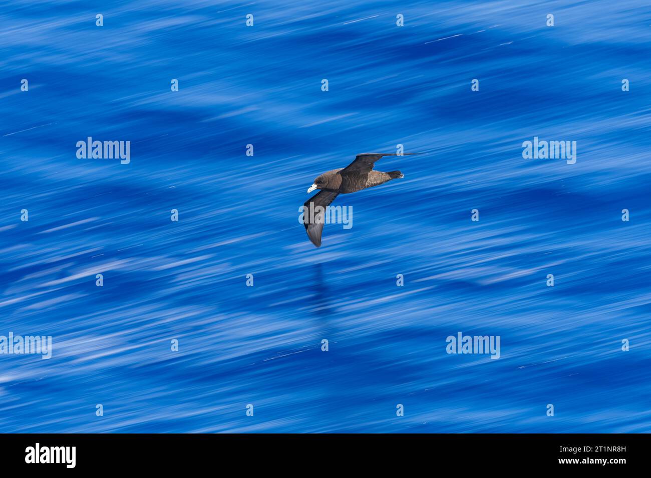 Black Petrel, Procellaria parkinsoni, at sea north of New Zealand. Also ...