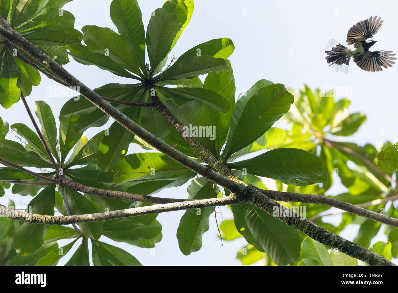Kolombangara monarch (Symposiachrus browni browni), also known as Brown