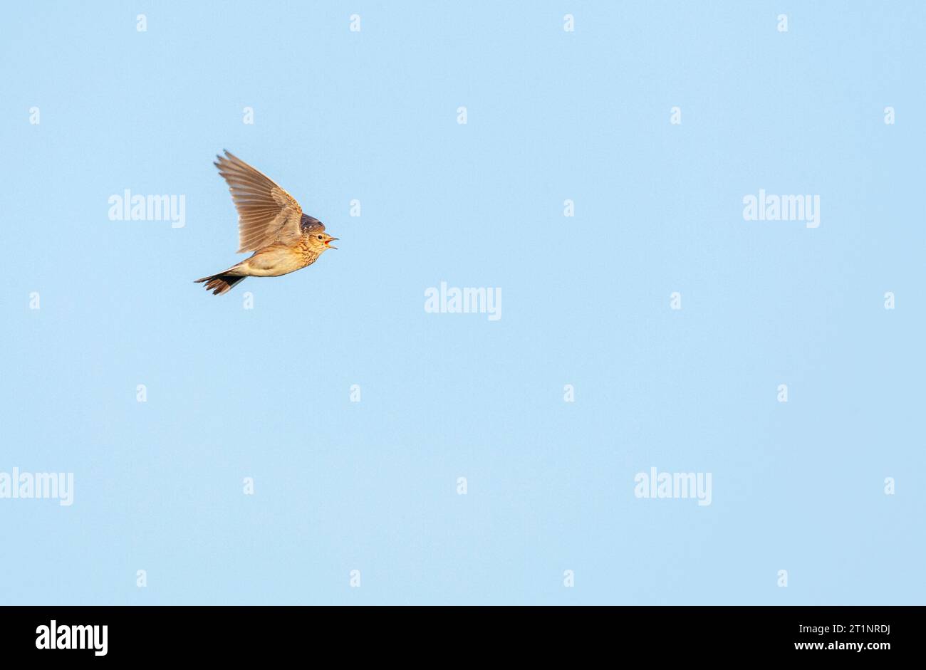 Eurasian Skylark (Alauda arvensis) in the Netherlands. Singing in flight. Stock Photo